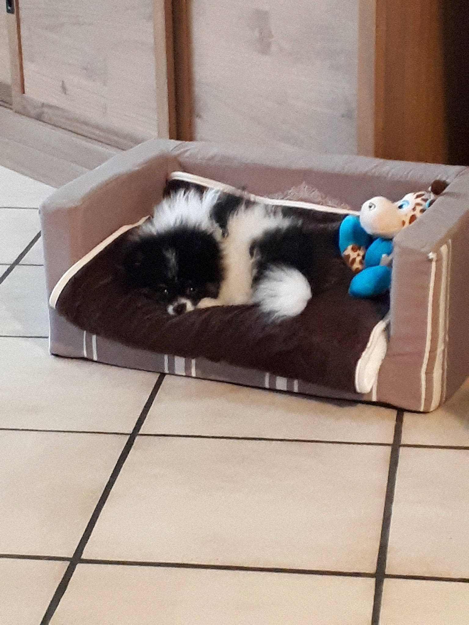 Perle a rejoint le concours — aidez-le/la à gagner de superbes lots ! border_collie, canidae, carnivore, cat, dog, dog_breed, felidae, floor, flooring, fur, small_to_medium_sized_cats, tail
