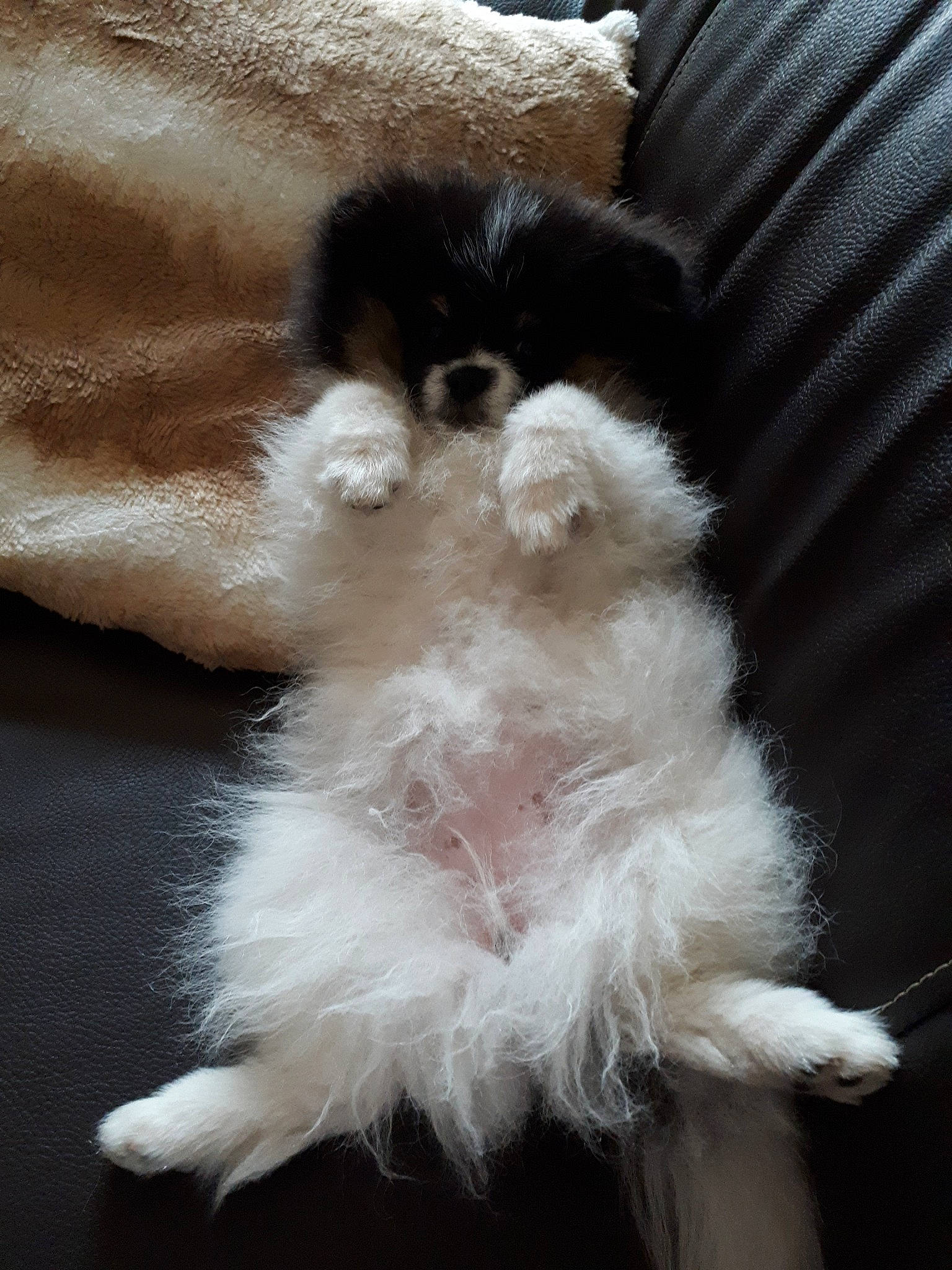 Perle a rejoint le concours — aidez-le/la à gagner de superbes lots ! canidae, carnivore, companion_dog, fawn, fur, japanese_chin, tail, whiskers