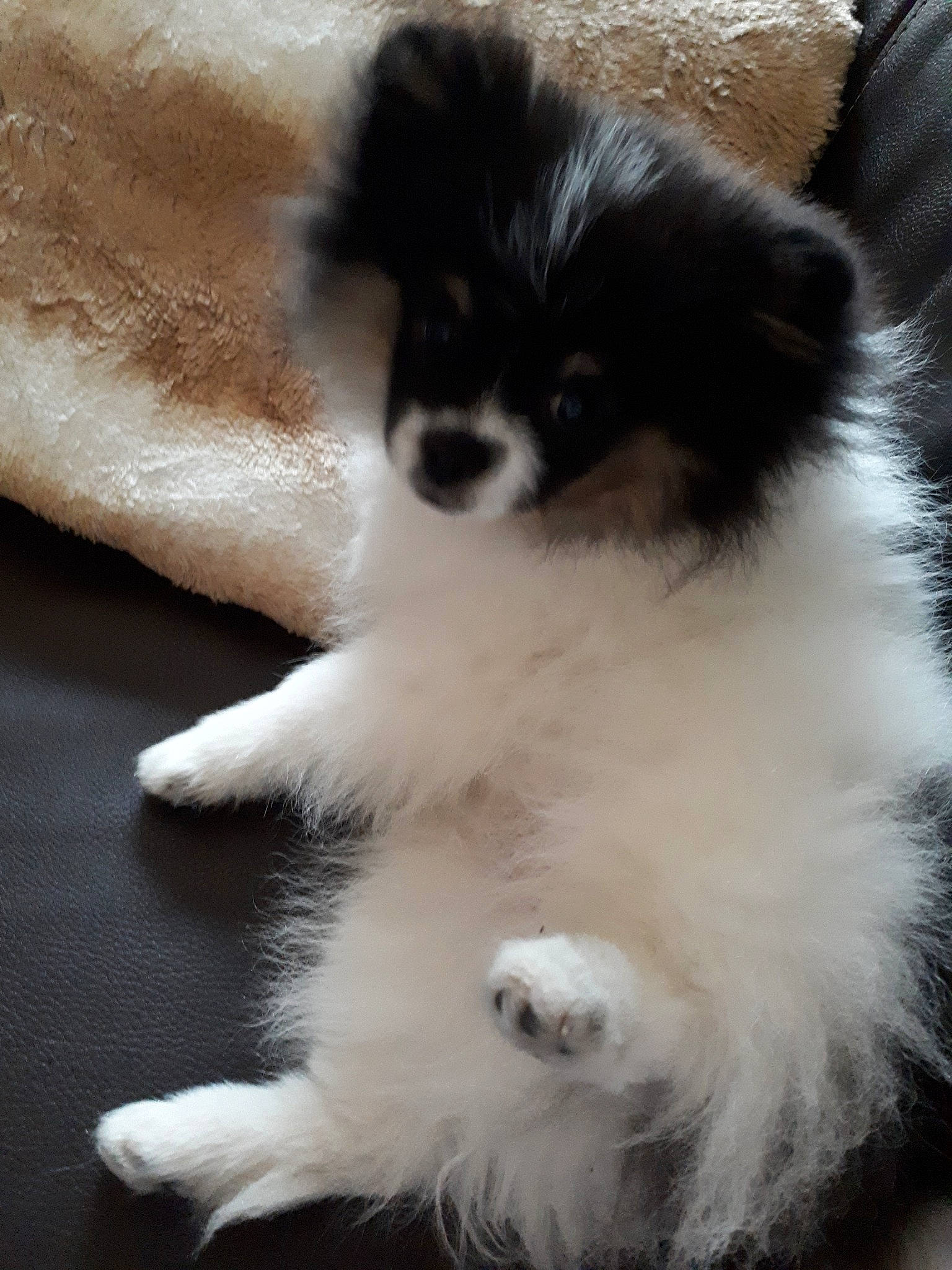 Perle participe au concours pour gagner de l'argent avec cette photo : canidae, carnivore, companion_dog, dog, dog_breed, fawn, fur, mammal, pomeranian, puppy, snout, spitz, sporting_group, toy_dog, vertebrate, whiskers