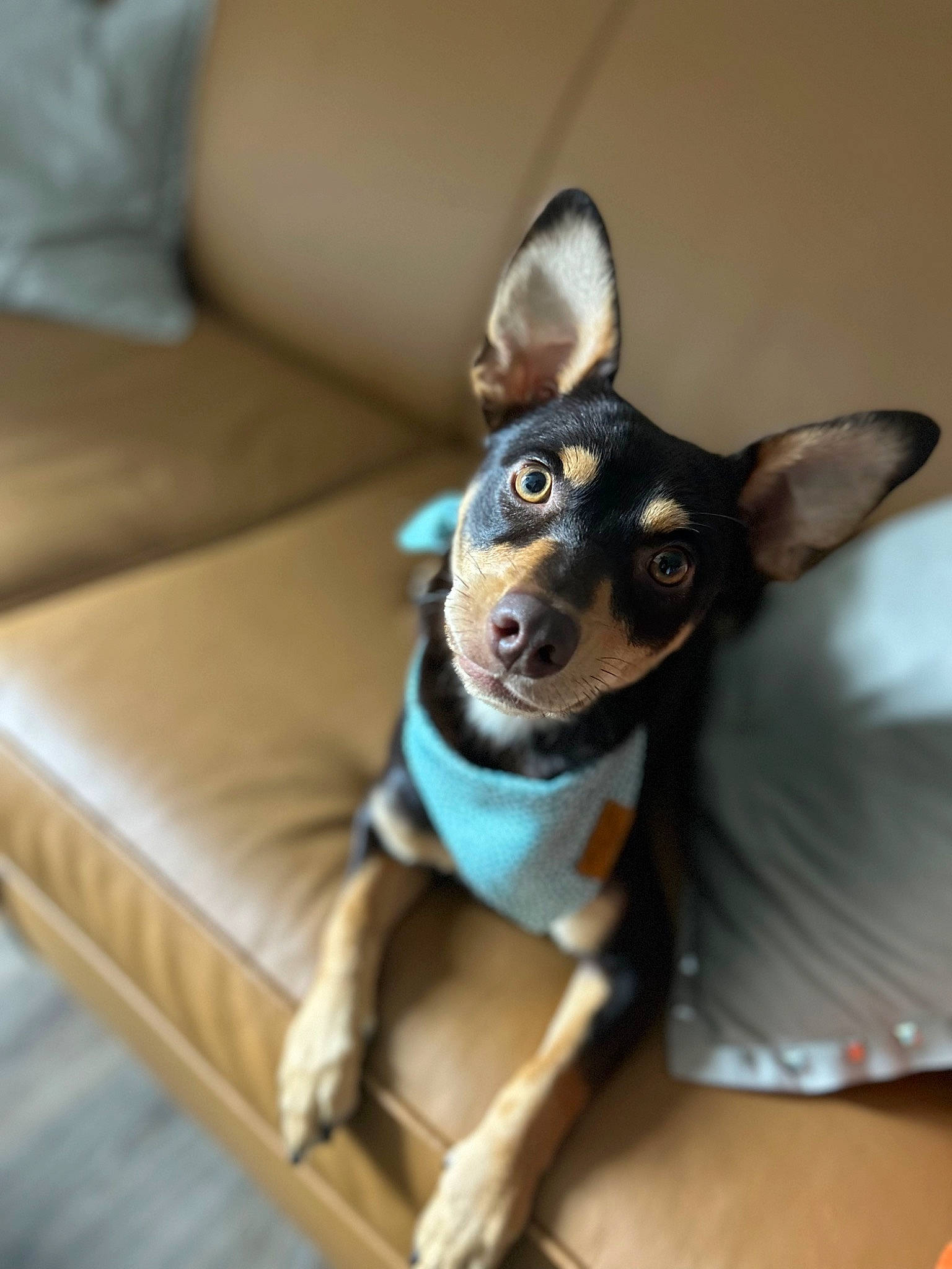 Juniper is registered to the contest to win money with this photo: canidae, carnivore, comfort, companion_dog, couch, dog, dog_breed, dog_supply, ear, electric_blue, fawn, hardwood, prazsky_krysarik, snout, sporting_group, terrestrial_animal, toy_dog, whiskers, wood, working_animal