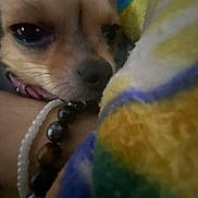 Laïka participe au concours pour gagner de l'argent avec cette photo : dog, close_up, blanket, beads, brown, small_dog, fur, pet, resting, cozy, indoor, soft, colorful, blurred, warm, cute, animal, sleepy, snuggling, collar