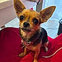 dog, small_dog, chihuahua, pet, indoor, red_cushion, table, blanket, collar, floor_tiles, ears, eyes, nose, sitting, looking_up, furniture, domestic, cute, animal, companion