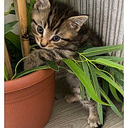 Toby is registered to the contest to win money with this photo: animal, cat, curious, cute, domestic_cat, floor, fur, greenery, indoor, kitten, leaf, paw, pet, plant, playful, pot, small_animal, tabby, wooden_floor, young