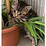 animal, cat, curious, cute, domestic_cat, floor, fur, greenery, indoor, kitten, leaf, paw, pet, plant, playful, pot, small_animal, tabby, wooden_floor, young