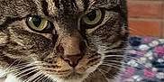 Sirius participe au concours pour gagner de l'argent avec cette photo : animal, background, blur, calm, cat, close_up, cute, domestic_cat, face, feline, fur, green_eyes, indoor, looking, mammal, pet, portrait, resting, tabby, whiskers
