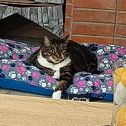 Sirius a rejoint le concours — aidez-le/la à gagner de superbes lots ! animal, brick_wall, cat, comfort, cozy, cushion, decorative_balls, feline, fireplace, glass_vase, home, indoor, paw, paw_print_pattern, pet, relaxed, resting, stone_wall, tabby_cat, table