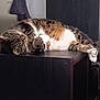 Sirius a rejoint le concours — aidez-le/la à gagner de superbes lots ! animal, calm, cat, cozy, cute, domestic_cat, fur, furniture, home, indoor, mammal, napping, paw, pet, relaxed, resting, shelf, sleeping, tabby, whiskers
