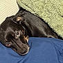 animal, beagle, blanket, bulldog, canine, chihuahua, dog, hound, labradorretriever, laundry, pet, pointer, puppy, snout, towel