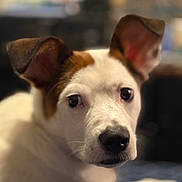 Marly joined the competition — help win amazing prizes! alert, animal, blurry_background, brown_patch, canine, close_up, companion, cute, dog, domestic_animal, ears, fur_texture, indoor, looking, muzzle, pet, portrait, snout, soft_focus, white_fur