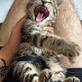 Prunelle a rejoint le concours — aidez-le/la à gagner de superbes lots ! animal, cat, closeup, cute, domestic, fur, hand, indoor, kitten, lap, legs, paw, pet, relaxed, striped, tabby, tattoo, teeth, tongue, yawning