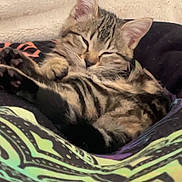 Prunelle a rejoint le concours — aidez-le/la à gagner de superbes lots ! animal, blanket, cat, cozy, cute, domestic_animal, ears, fur, indoor, kitten, patterned_blanket, paw, pet, relaxed, resting, sleeping, small, soft, tabby, whiskers