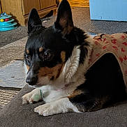 Izzy B is registered to the contest to win money with this photo: animal, cabinet, carpet, corgi, cozy, cute, dog, ears, floor, furniture, home, indoor, looking, paw, pet, portrait, resting, toy, tricolor, vest