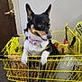 animal, black_and_white_dog, collar, cute, dog, domestic_animal, door, floor, grocery, household, indoor, looking_away, metal_cart, pet, pizza_box, plastic_bag, shopping_cart, small_dog, tongue_out, yellow_cart