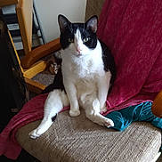 Bubba Boo is registered to the contest to win money with this photo: cat, black_and_white, chair, indoor, pet, furniture, blanket, curious, sitting, cushion, animal, domestic, cozy, looking_at_camera, relaxed, fur, whiskers, ears, pink_nose, home