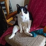 cat, black_and_white, chair, indoor, pet, furniture, blanket, curious, sitting, cushion, animal, domestic, cozy, looking_at_camera, relaxed, fur, whiskers, ears, pink_nose, home