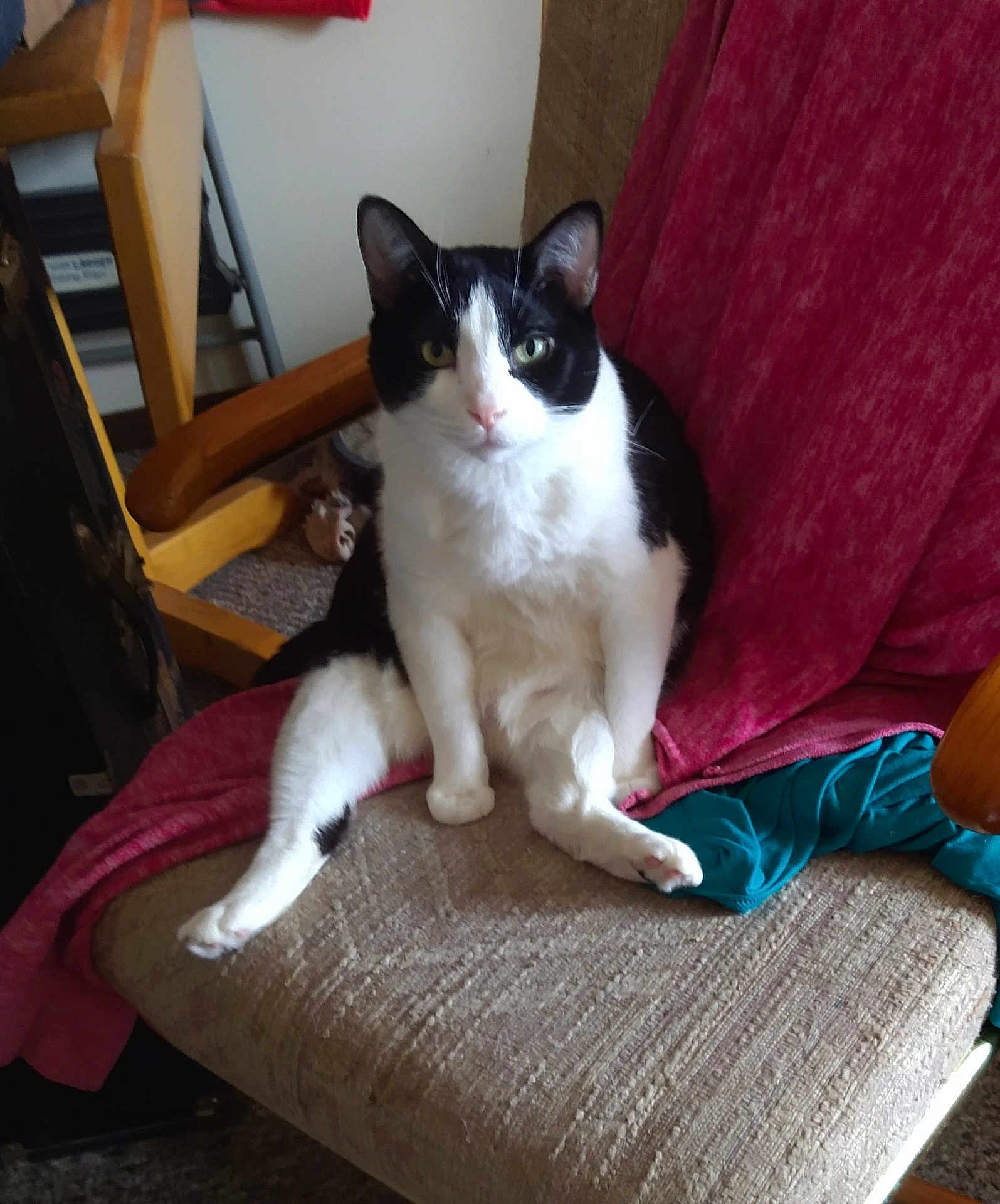 Bubba Boo is registered to the contest to win money with this photo: cat, black_and_white, chair, indoor, pet, furniture, blanket, curious, sitting, cushion, animal, domestic, cozy, looking_at_camera, relaxed, fur, whiskers, ears, pink_nose, home