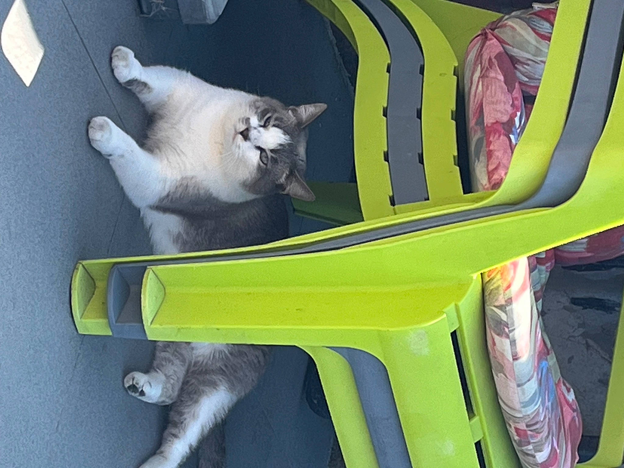 Ritchy participe au concours pour gagner de l'argent avec cette photo : automotive_exterior, automotive_tire, carnivore, cat, chair, felidae, fender, green, hood, line, motor_vehicle, small_to_medium_sized_cats, tail, tire, trunk, vehicle, vehicle_door, whiskers, white, yellow