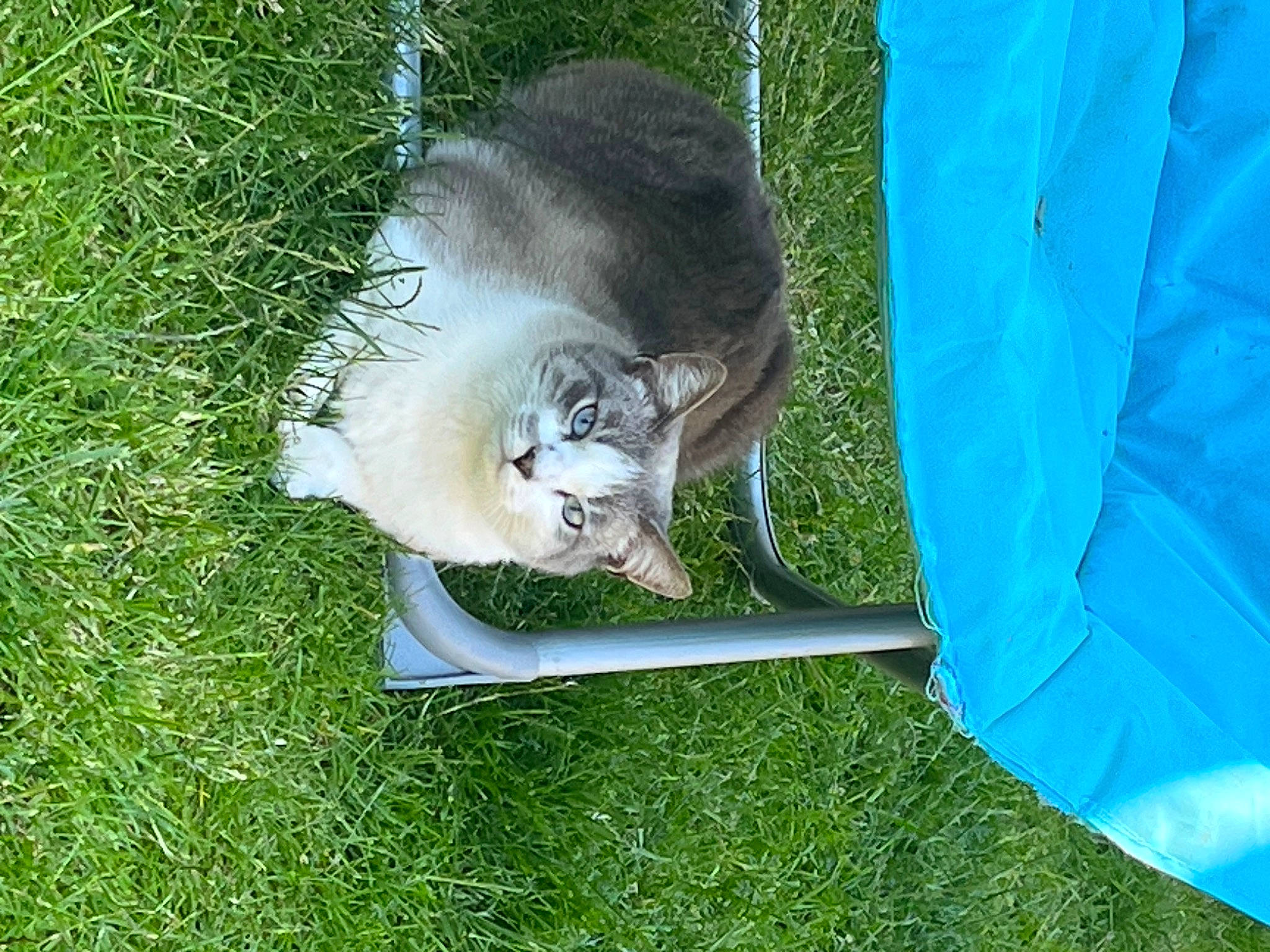 Ritchy participe au concours pour gagner de l'argent avec cette photo : canidae, carnivore, cat, dog_breed, domestic_short_haired_cat, electric_blue, felidae, fur, grass, pet_supply, plant, small_to_medium_sized_cats, sporting_group, tail, terrestrial_animal, tree, whiskers, wildlife