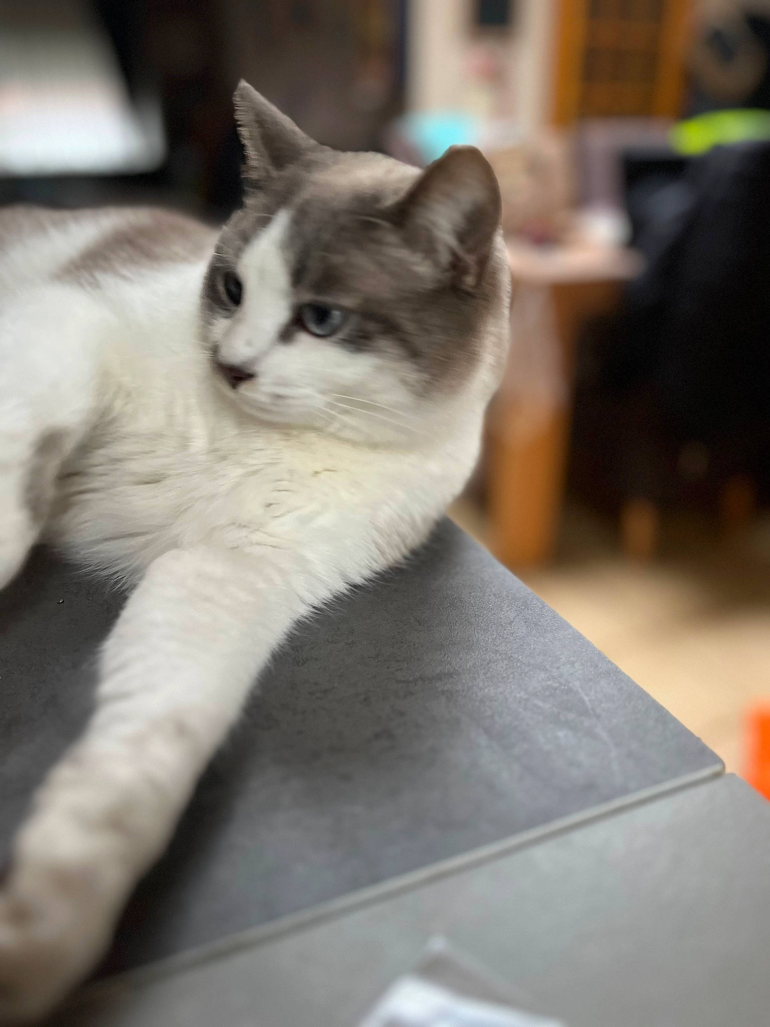 Ritchy participe au concours pour gagner de l'argent avec cette photo : box, carnivore, cat, comfort, domestic_short_haired_cat, eye, felidae, fur, grey, leg, monochrome_photography, paw, sitting, small_to_medium_sized_cats, snout, tail, whiskers, window