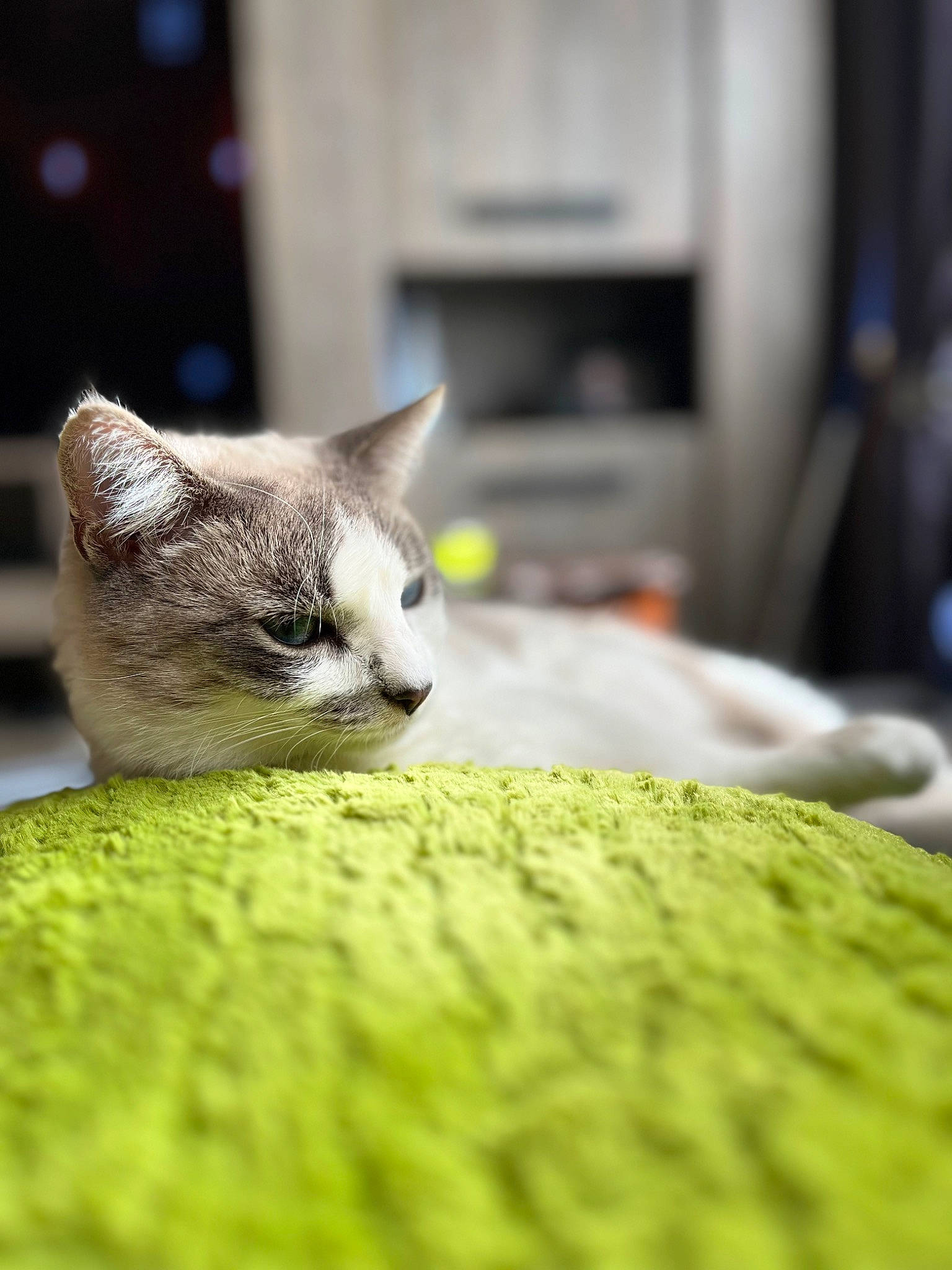 Ritchy a rejoint le concours — aidez-le/la à gagner de superbes lots ! art, carnivore, cat, domestic_short_haired_cat, eye, fawn, felidae, fur, grass, human_body, macro_photography, paw, small_to_medium_sized_cats, snout, tail, terrestrial_animal, tree, whiskers, wildlife, wood