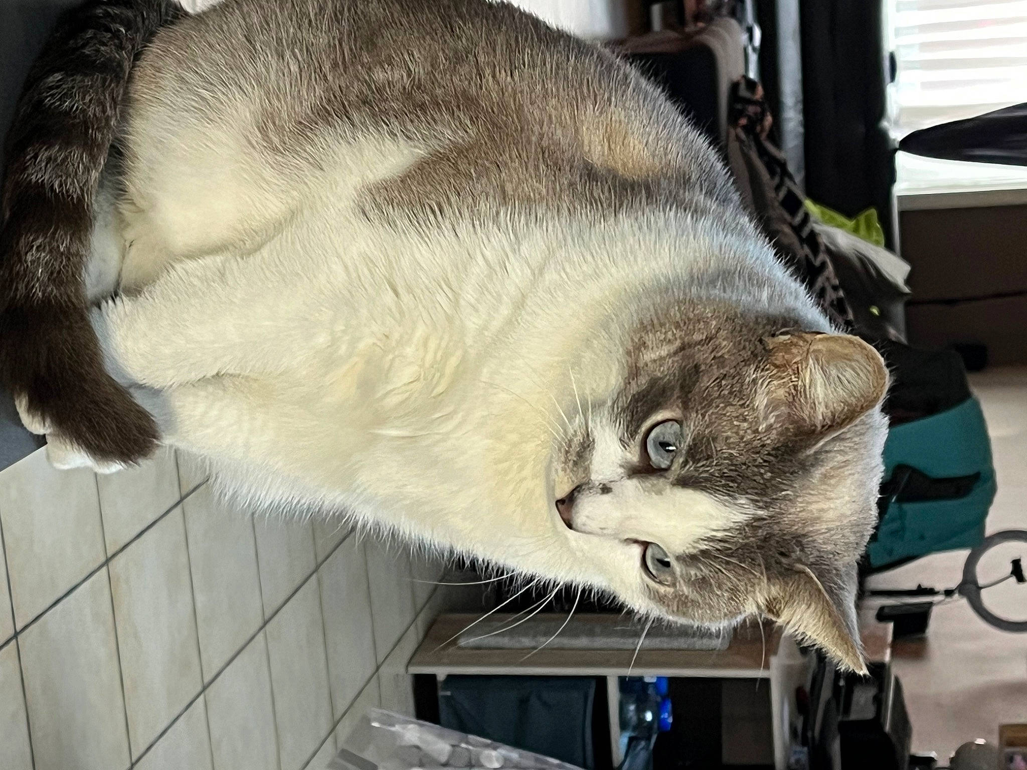 Ritchy participe au concours pour gagner de l'argent avec cette photo : carnivore, cat, comfort, domestic_short_haired_cat, felidae, fur, small_to_medium_sized_cats, tail, whiskers