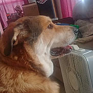 Tia joined the competition — help win amazing prizes! animal, box, brown_fur, canine, cluttered, companion, cozy, curtains, decor, dog, fan, furniture, household, indoor, living_room, mounted_bird, mouth_open, pet, side_view, window_light