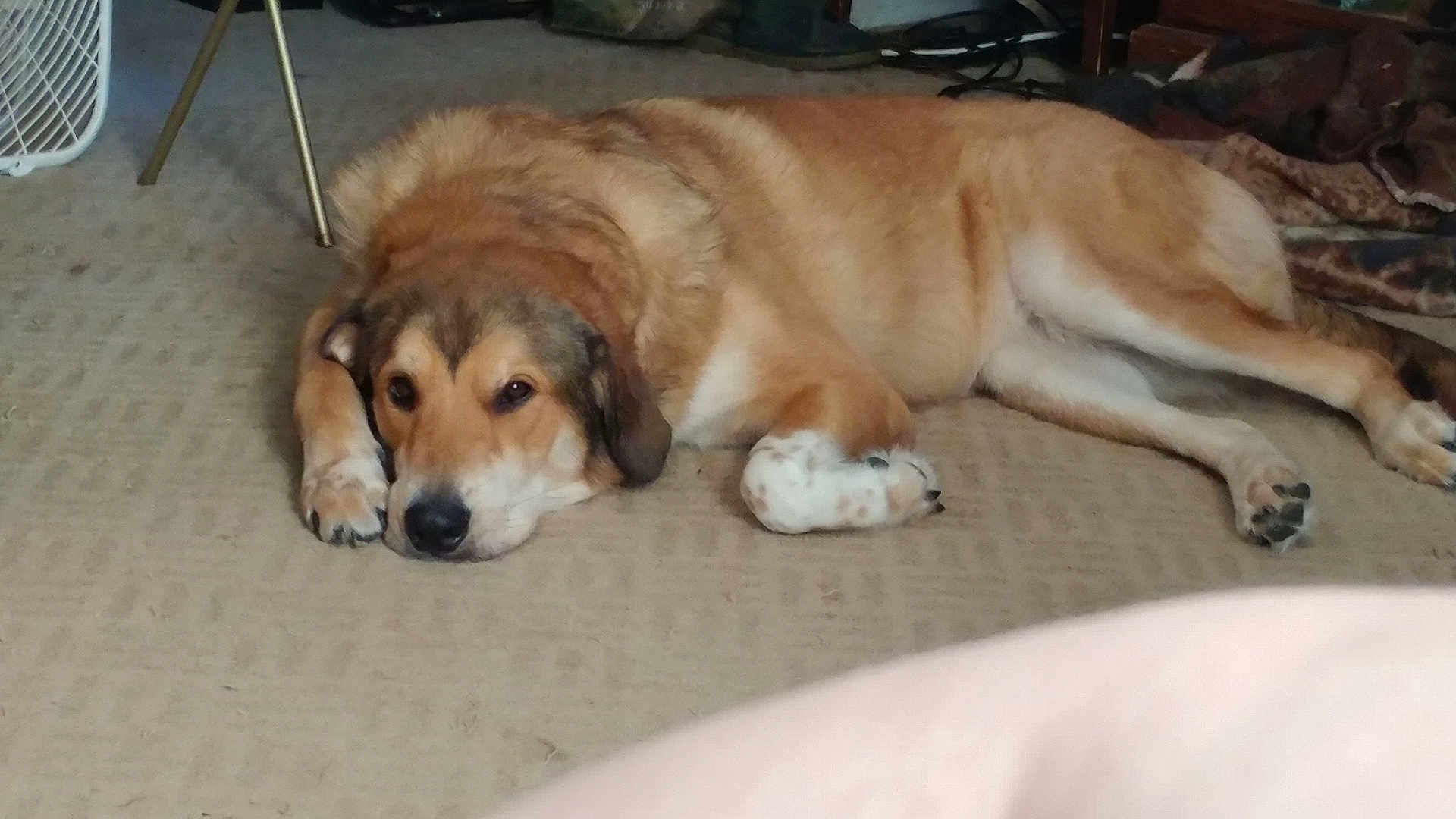 Tia