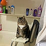 bathroom, bathroom_shelf, bathtub, bottle, cat, chair, cleaning_products, curious, domestic_animal, feline, fur, household, indoor, pet, plastic_chair, seated, shower_curtain, tabby, toiletries, white_paws