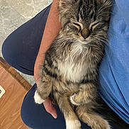 Angel is registered to the contest to win money with this photo: kitten, cat, sleeping, furry, tabby, white_paws, pet, lap, relaxed, cute, indoor, human_hand, blue_clothing, fur, animal, cozy, resting, domestic_cat, soft, comfort