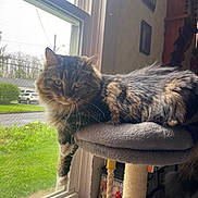 Angel joined the competition — help win amazing prizes! cat, tabby, fluffy, indoor, window, cat_tree, paw, lounge, suburban, green_lawn, car, houseplant, rope_toy, furniture, pet, animal, resting, curious, domestic, cozy