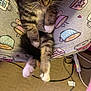 Angel joined the competition — help win amazing prizes! cat, tabby_cat, white_paws, pajama_pants, coffee_mug_pattern, lap, indoor, carpet, floor, cable, power_strip, pet, feline, cozy, sitting, looking_down, striped_fur, four_legs, domestic_animal, relaxed