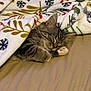 Angel joined the competition — help win amazing prizes! kitten, cat, sleeping, blanket, cozy, paw, feline, fur, indoor, resting, cute, tabby, pet, adorable, comfort, holiday, patterned_blanket, relaxation, warm, napping