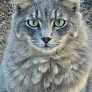 Smokey is registered to the contest to win money with this photo: cat, gray_cat, green_eyes, fluffy, fur, close_up, outdoor, animal, pet, portrait, whiskers, ears, feline, cute, mammal, nature, texture, wood_background, alert, sitting