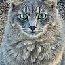 cat, gray_cat, green_eyes, fluffy, fur, close_up, outdoor, animal, pet, portrait, whiskers, ears, feline, cute, mammal, nature, texture, wood_background, alert, sitting