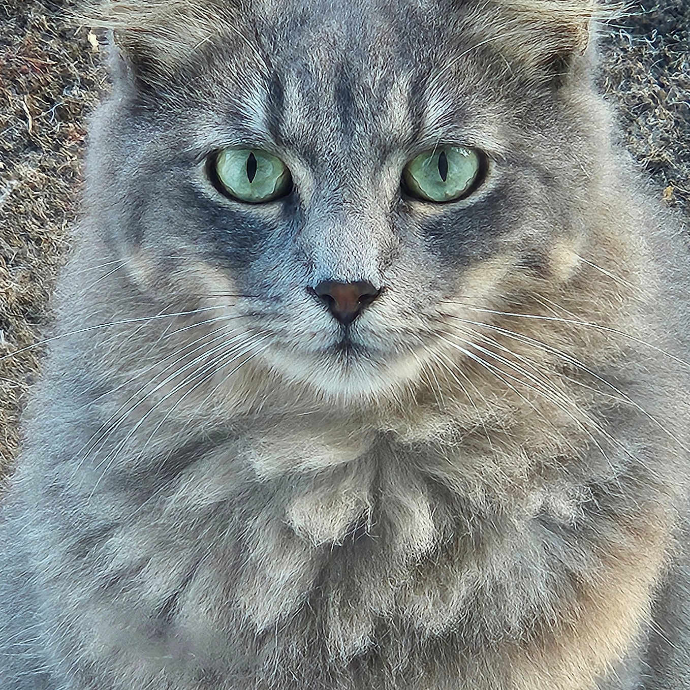Smokey is registered to the contest to win money with this photo: cat, gray_cat, green_eyes, fluffy, fur, close_up, outdoor, animal, pet, portrait, whiskers, ears, feline, cute, mammal, nature, texture, wood_background, alert, sitting