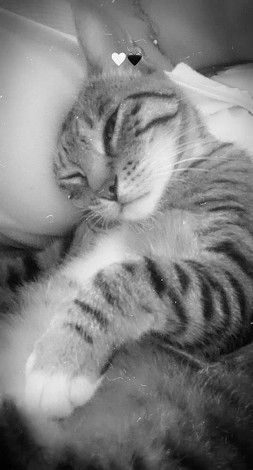 Taki participe au concours pour gagner de l'argent avec cette photo : american_shorthair, american_wirehair, asian, black_and_white, carnivore, cat, domestic_short_haired_cat, dragon_li, european_shorthair, felidae, fur, kitten, monochrome, monochrome_photography, paw, photography, small_to_medium_sized_cats, snout, tabby_cat, whiskers