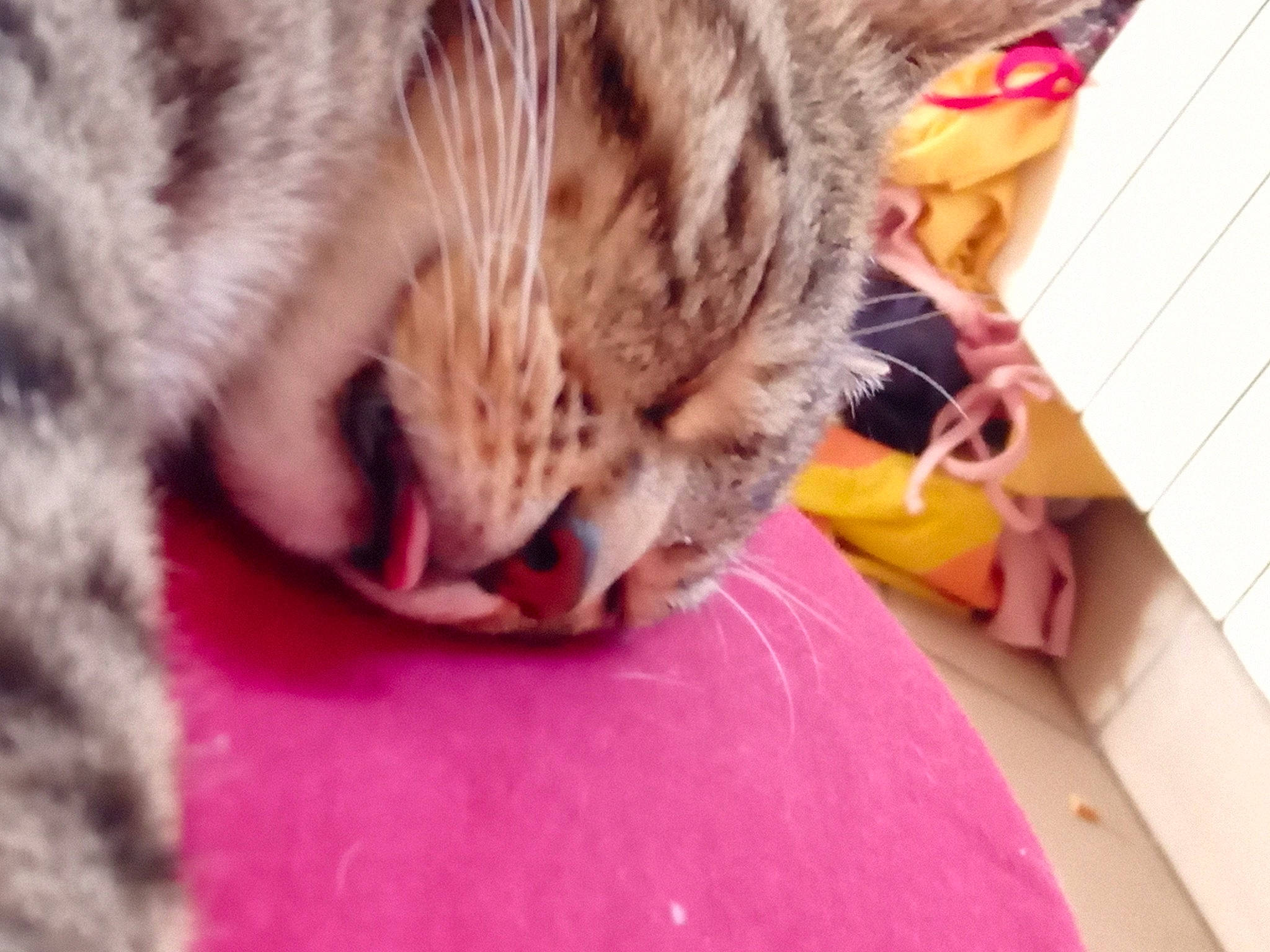 Taki participe au concours pour gagner de l'argent avec cette photo : american_shorthair, asian, bengal, california_spangled, carnivore, cat, domestic_short_haired_cat, dragon_li, egyptian_mau, european_shorthair, felidae, fur, kitten, mammal, ocicat, pixie_bob, small_to_medium_sized_cats, snout, tabby_cat, whiskers