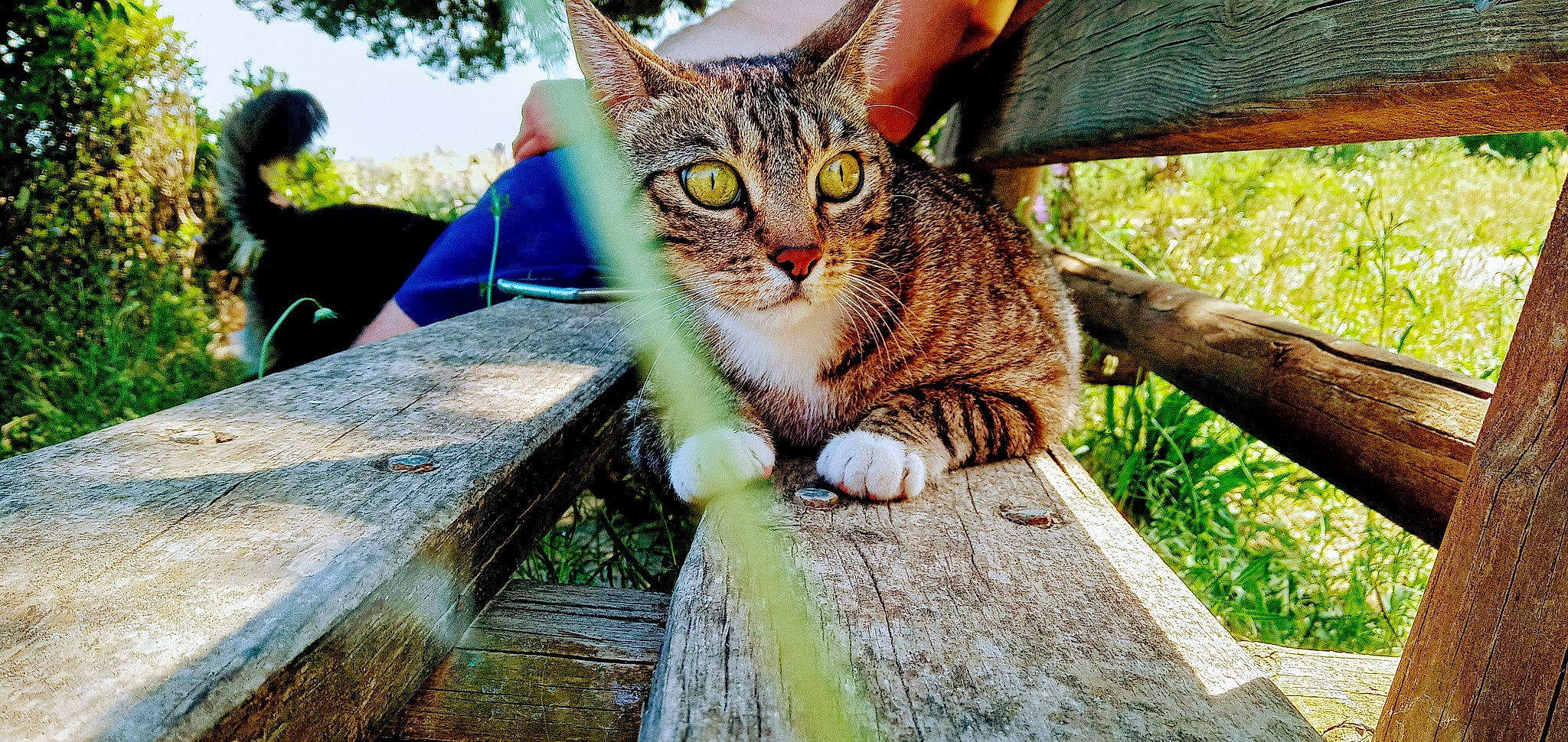 Taki participe au concours pour gagner de l'argent avec cette photo : aegean_cat, asian, bengal, carnivore, cat, domestic_short_haired_cat, dragon_li, european_shorthair, eye, felidae, kitten, photography, pixie_bob, plant, sky, small_to_medium_sized_cats, tabby_cat, tree, whiskers, wild_cat