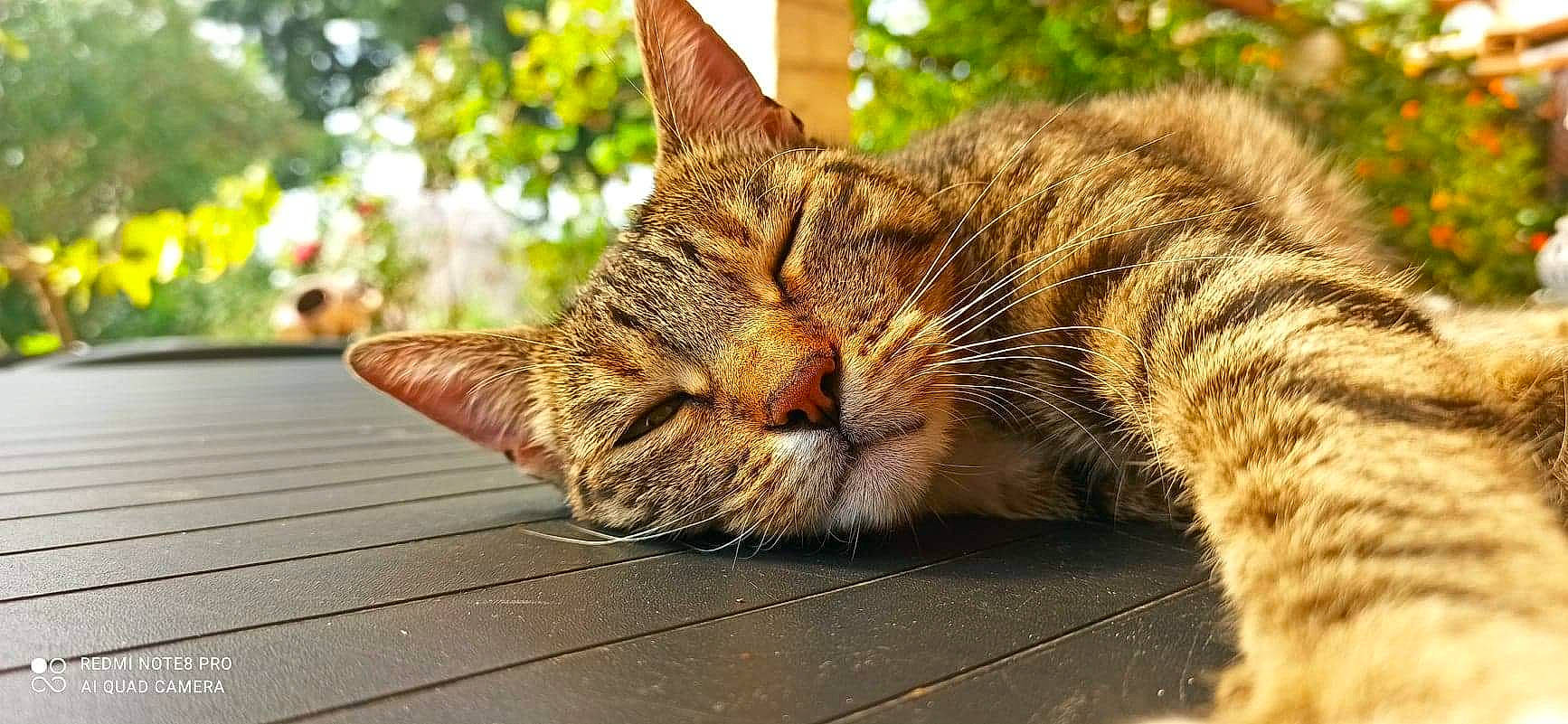 Taki participe au concours pour gagner de l'argent avec cette photo : aegean_cat, asian, bengal, carnivore, cat, domestic_short_haired_cat, dragon_li, european_shorthair, felidae, grass, mammal, ocicat, organism, small_to_medium_sized_cats, snout, tabby_cat, toyger, whiskers, wild_cat, wildlife