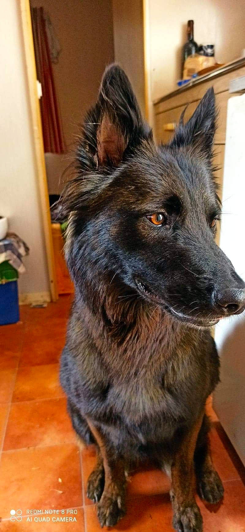 Cassi a rejoint le concours — aidez-le/la à gagner de superbes lots ! belgian_shepherd, bohemian_shepherd, canidae, carnivore, dog, dog_breed, dutch_shepherd_dog, mammal, mudi, rare_breed_dog, snout, tervuren, vertebrate
