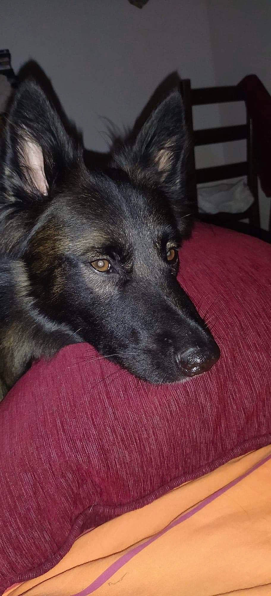 Cassi participe au concours pour gagner de l'argent avec cette photo : belgian_shepherd, belgian_shepherd_malinois, black_norwegian_elkhound, bohemian_shepherd, canidae, carnivore, dog, dog_breed, ear, east_european_shepherd, german_shepherd_dog, king_shepherd, mammal, norwegian_elkhound, rare_breed_dog, shiloh_shepherd_dog, snout, tervuren, vertebrate