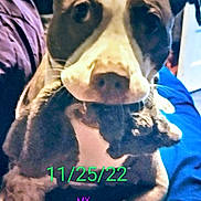 Sura joined the competition — help win amazing prizes! dog, toy, mouth, close_up, indoor, person, purple_clothing, blue_clothing, date_overlay, text_overlay, pet, animal, brown_and_white, sitting, face, ears, snout, background, holding, playful