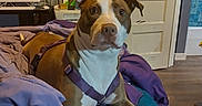 Sura is registered to the contest to win money with this photo: bed, blanket, blue, casual, closet, clothes, computer, curious, dog, door, floor, furniture, harness, indoor, monitor, pet, purple, relaxed, room, wood_floor