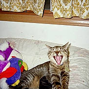 Spazz is registered to the contest to win money with this photo: cat, tabby_cat, yawning, couch, plush_toy, purple_toy, parrot_toy, window, curtains, floral_pattern, wooden_frame, indoor, pet, furniture, home, cozy, animal, mammal, feline, resting