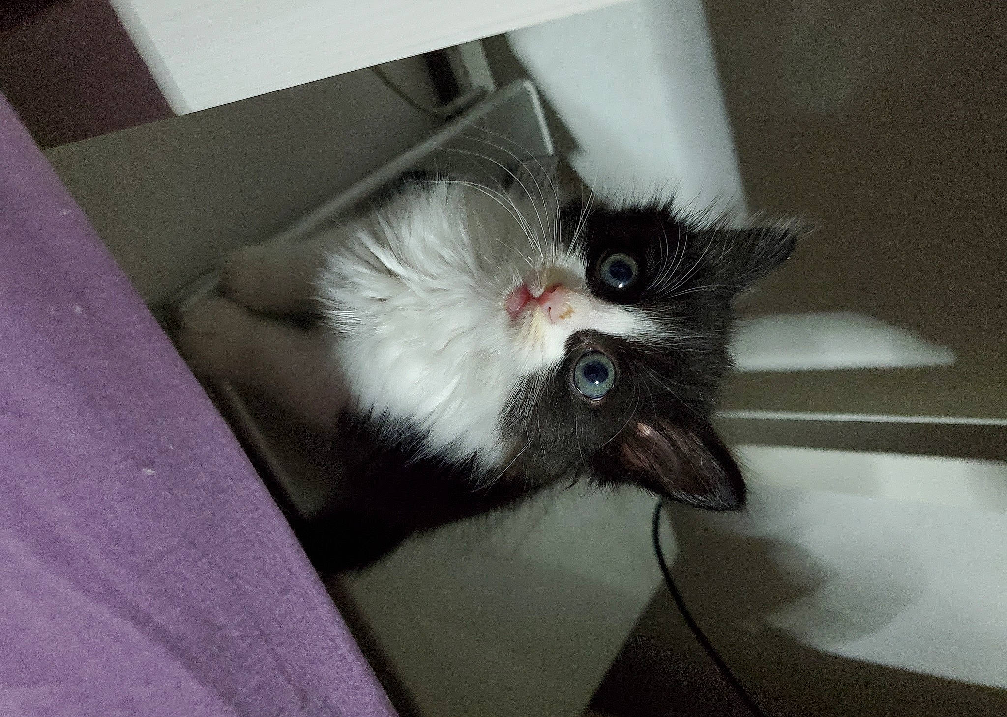 Saphire a rejoint le concours — aidez-le/la à gagner de superbes lots ! black_cat, canidae, carnivore, cat, claw, comfort, domestic_short_haired_cat, fang, felidae, fur, leg, paw, small_to_medium_sized_cats, snout, tail, whiskers, window, yawn