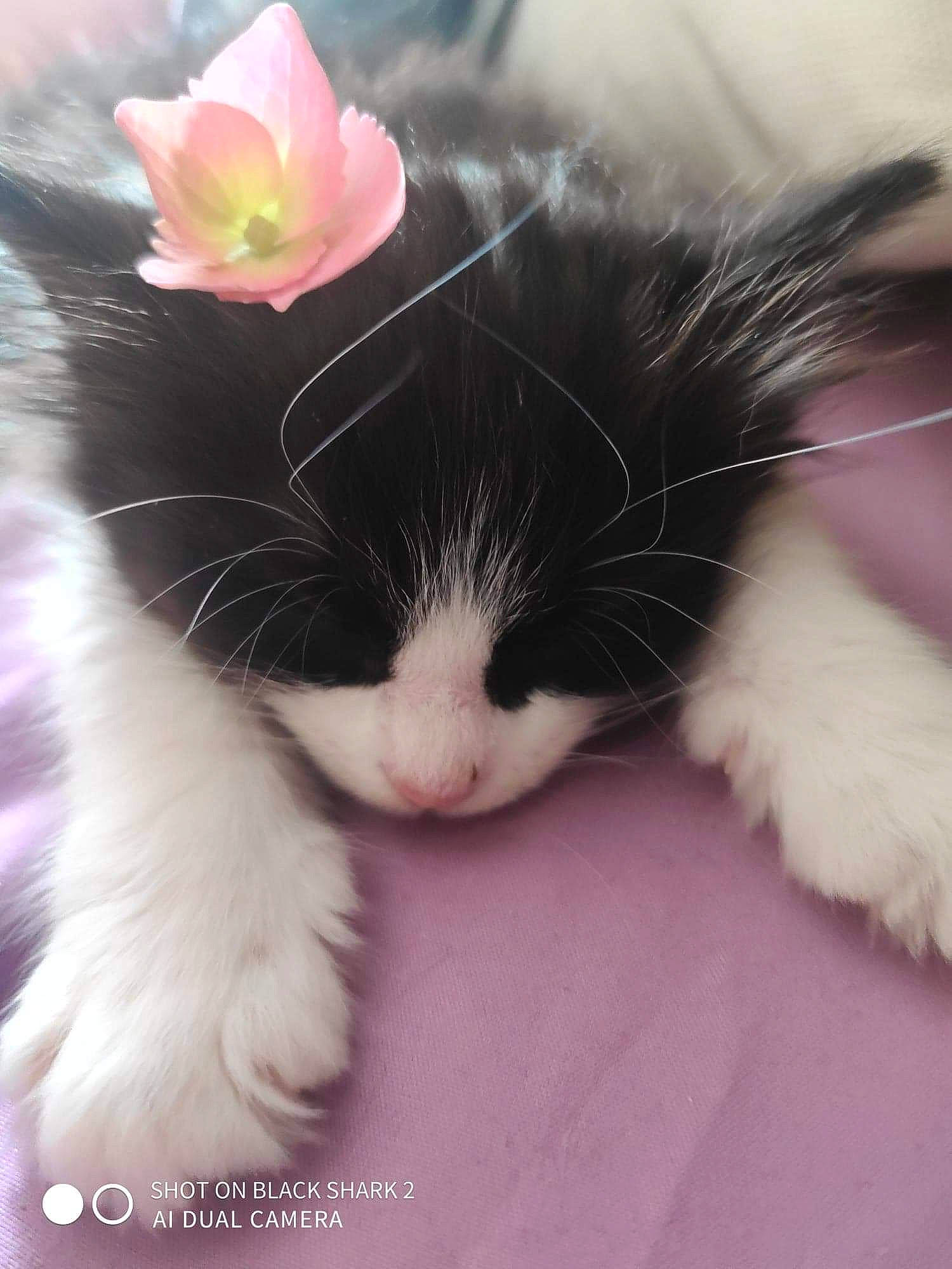 Saphire participe au concours pour gagner de l'argent avec cette photo : carmine, carnivore, cat, claw, comfort, felidae, flower, foot, fur, herbaceous_plant, mammal, paw, petal, plant, small_to_medium_sized_cats, tail, whiskers