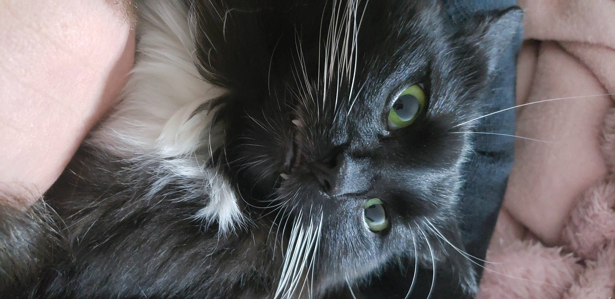 Macaron a rejoint le concours — aidez-le/la à gagner de superbes lots ! asian, black_cat, british_semi_longhair, carnivore, cat, close_up, domestic_long_haired_cat, domestic_short_haired_cat, eye, felidae, fur, mammal, norwegian_forest_cat, small_to_medium_sized_cats, snout, whiskers