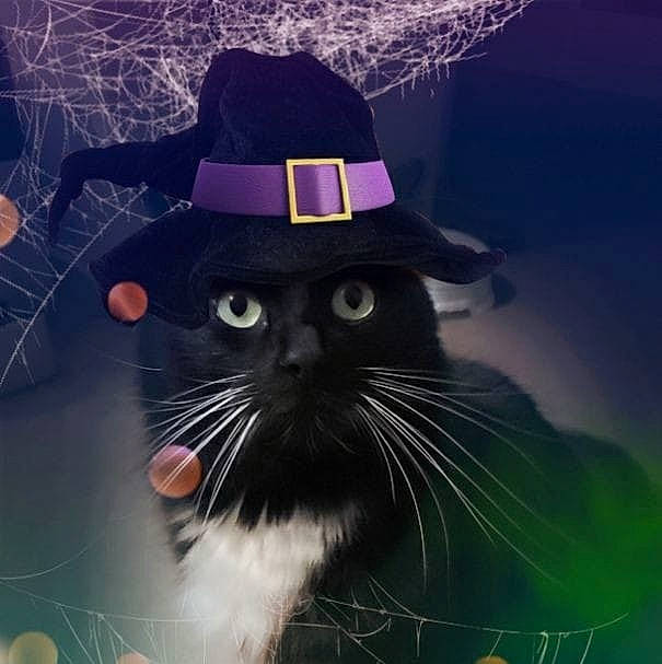Macaron participe au concours pour gagner de l'argent avec cette photo : black_cat, carnivore, cat, felidae, hat, headgear, illustration, night, photography, sky, small_to_medium_sized_cats, snout, whiskers