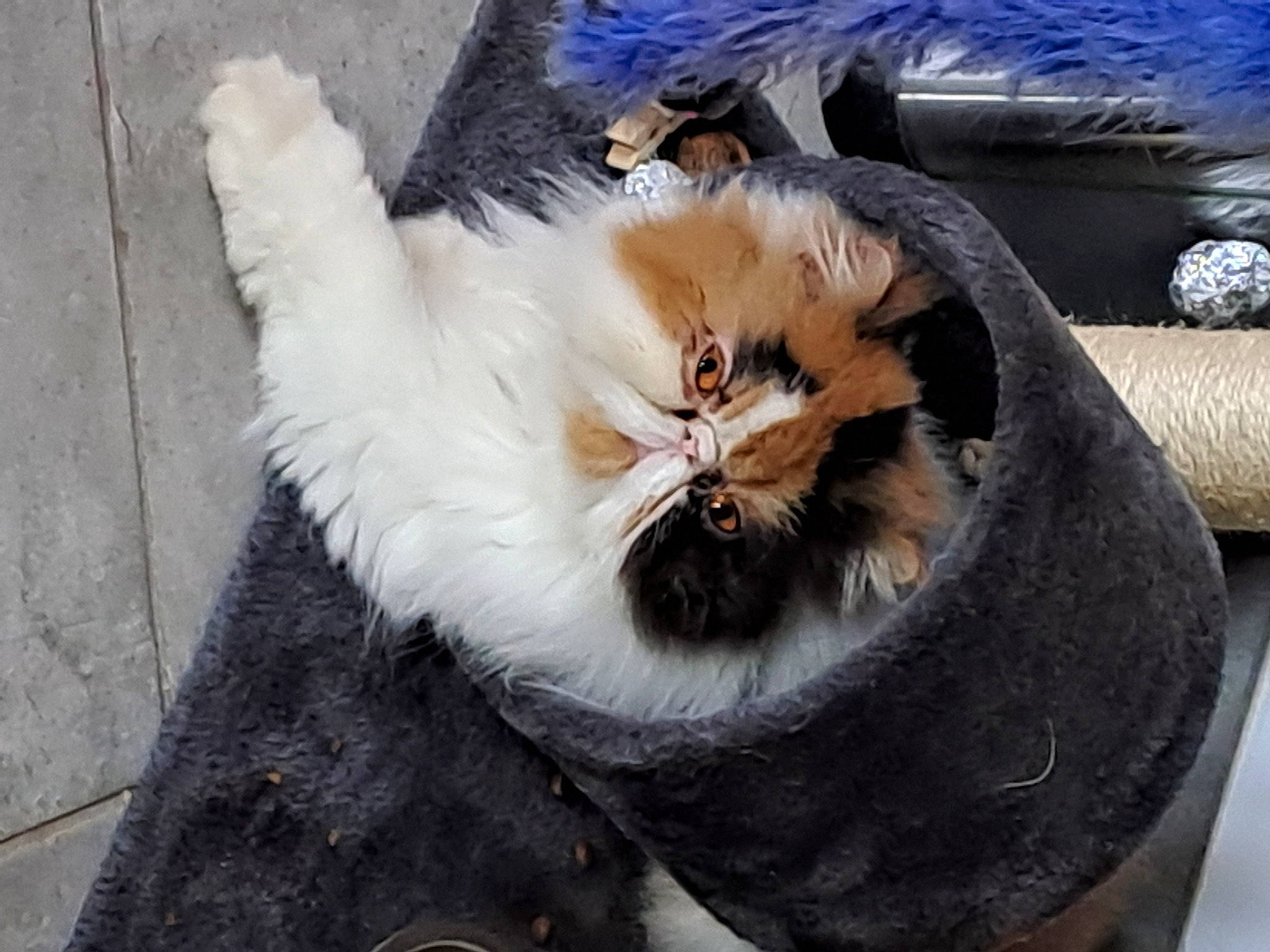 Sweet participe au concours pour gagner de l'argent avec cette photo : canidae, carnivore, claw, companion_dog, couch, dog_breed, fang, fashion_accessory, fawn, feather, felidae, fur, hat, paw, personal_protective_equipment, small_to_medium_sized_cats, sporting_group, tail, whiskers, wing