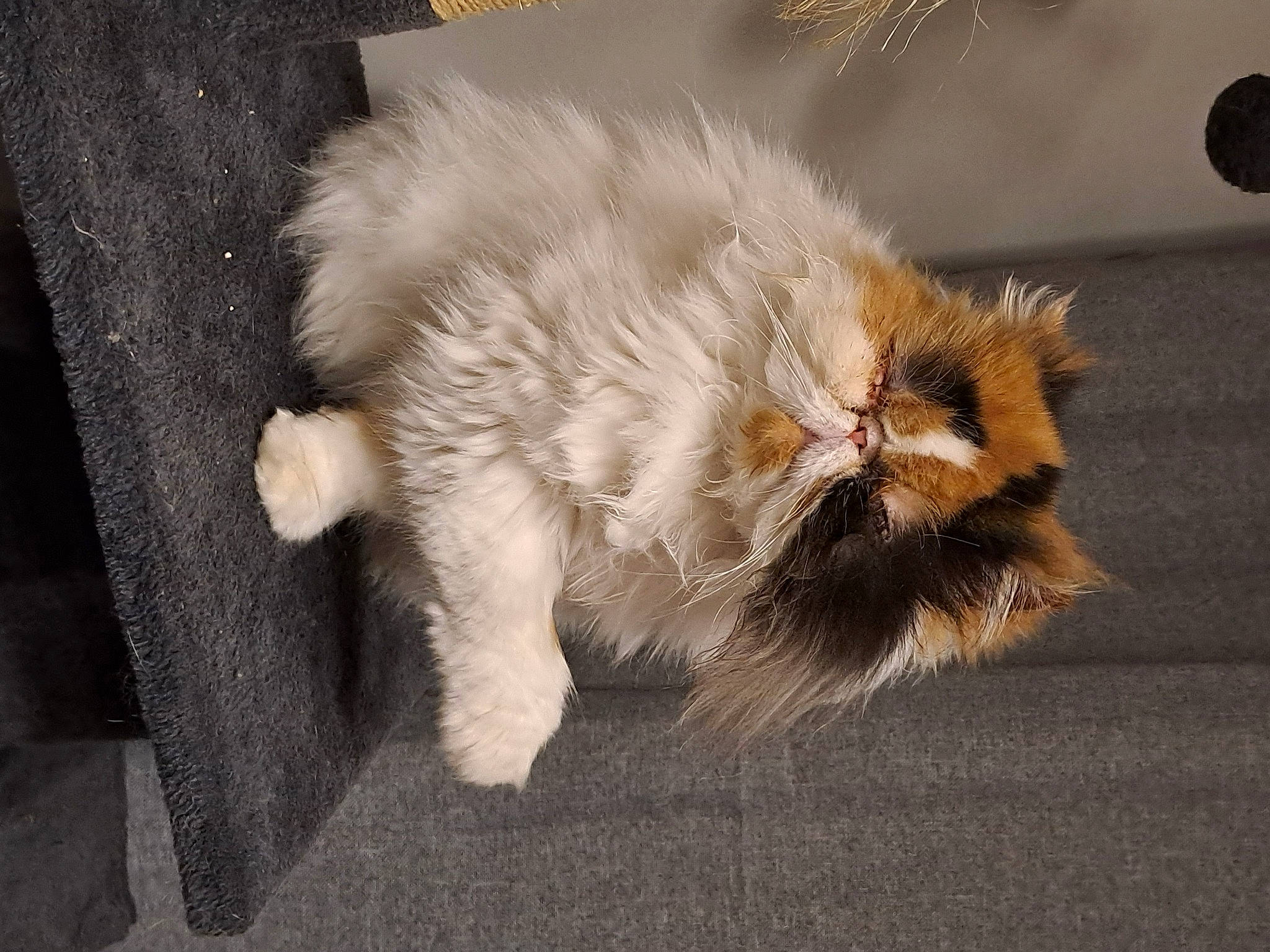 Sweet participe au concours pour gagner de l'argent avec cette photo : asphalt, british_longhair, carnivore, cat, claw, companion_dog, devon_rex, fawn, felidae, foot, fur, paw, road_surface, small_to_medium_sized_cats, snout, tail, terrestrial_animal, whiskers